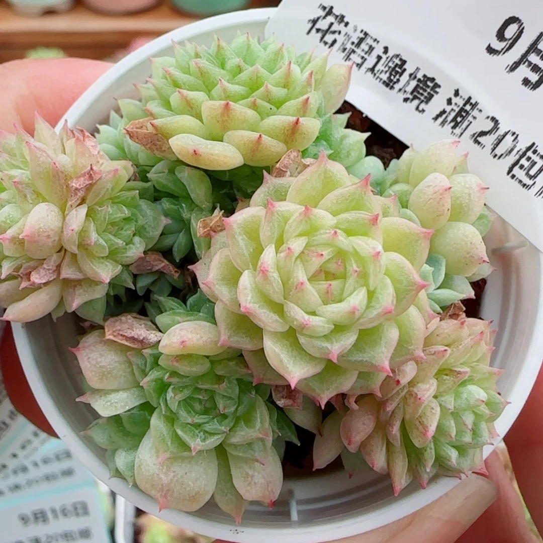 花语逸镜0916-47散