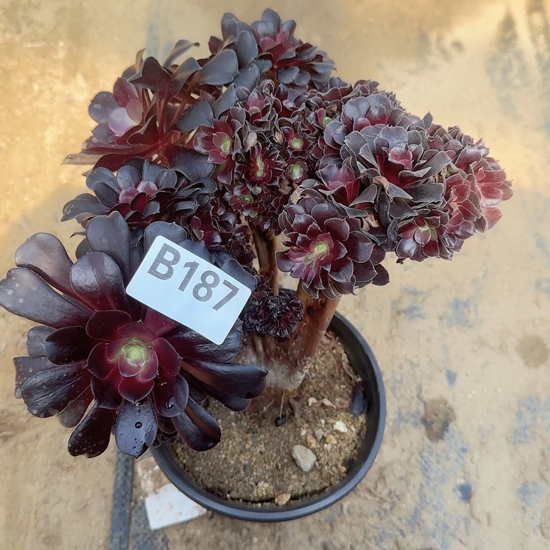 187欧紫朵朵有伤满28包邮