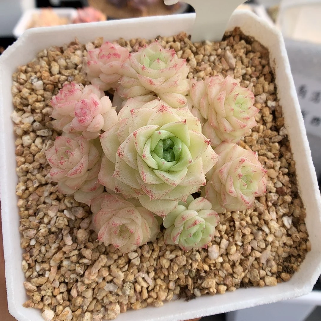 376白天鹅麦杆多肉植物