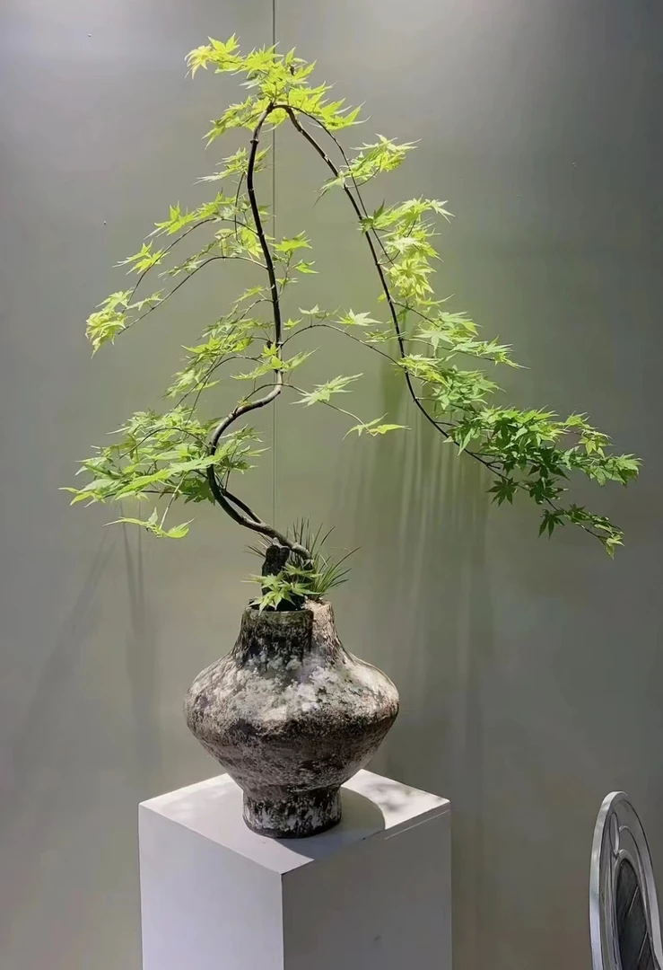 黄金流泉枫禅意盆景室内意境茶室绿植网红盆栽小叶簕竹四季好养活