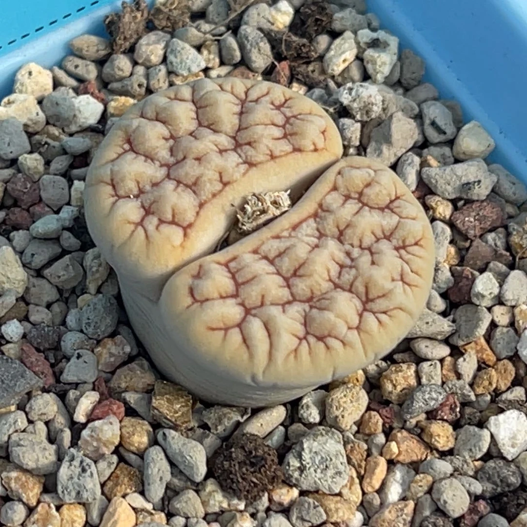 9298睫毛凹凸拿铁189一颗