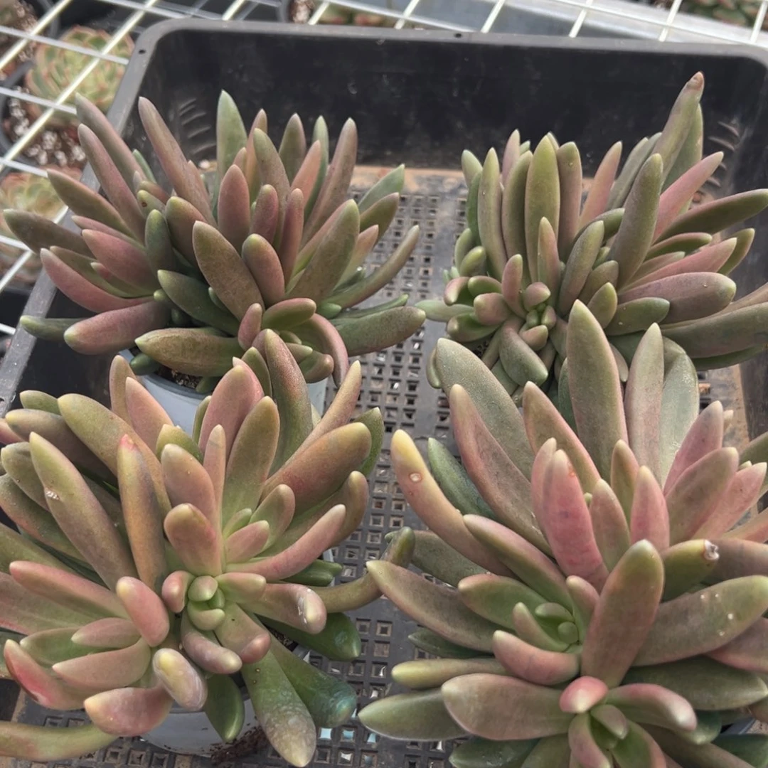 4004量肉肉肉肉肉肉肉肉