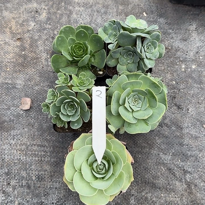 早***早山地玫瑰一物一拍，带盆发2号