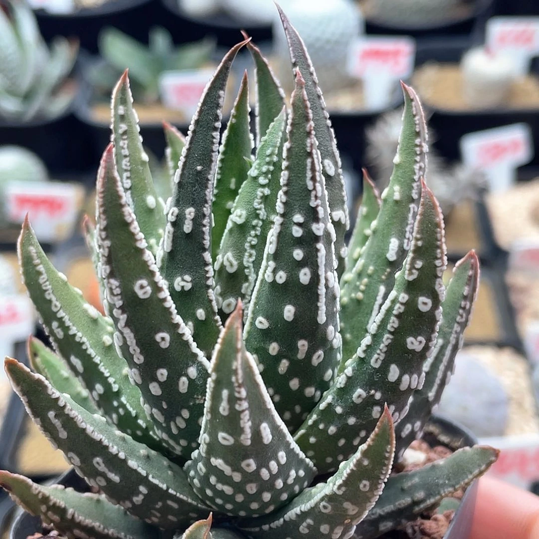 实生天守星座仙人球多肉