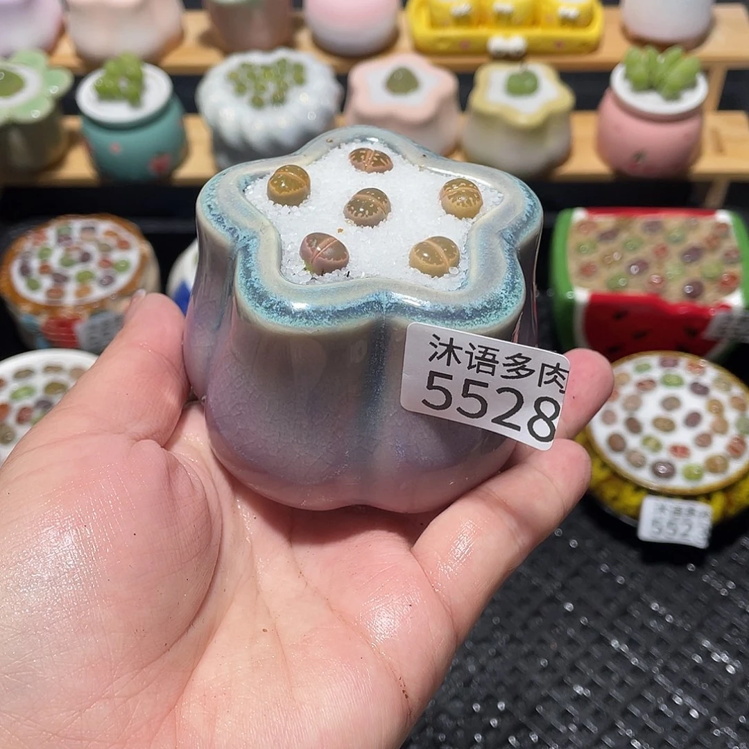 带盆土植物 一物一拍