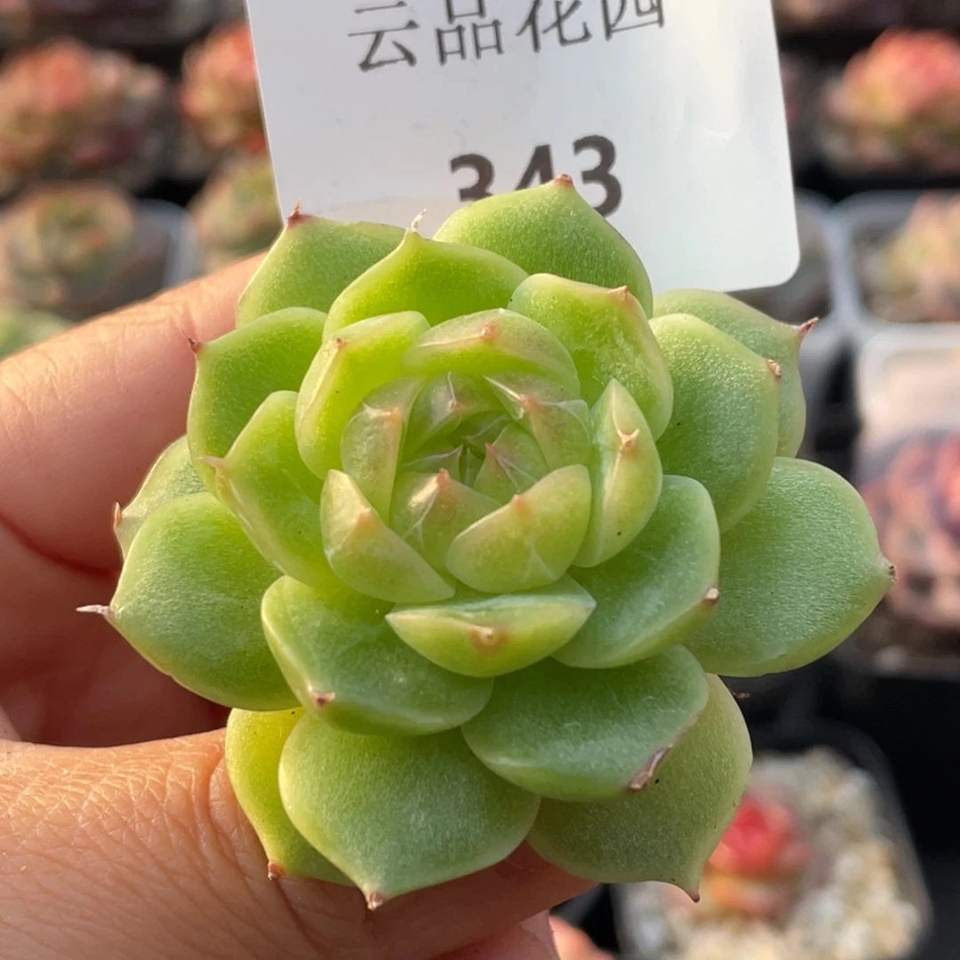 343号糖心冰心珍妮 绿泡泡