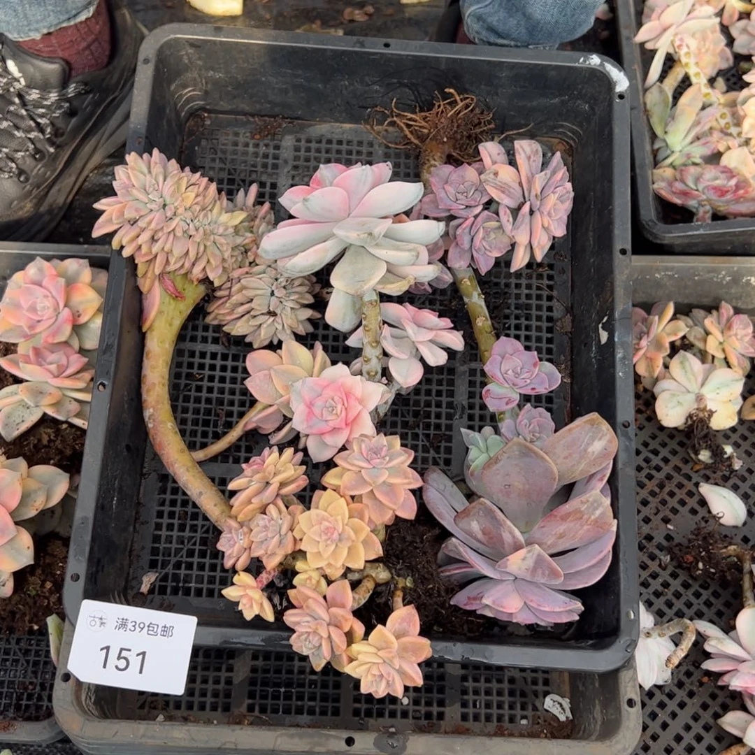 151紫乐锦老桩多肉植物