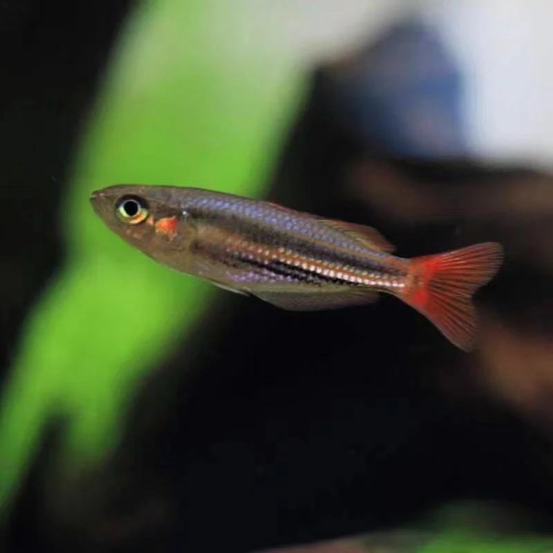 红尾美人鱼白云金丝鱼热带观赏鱼淡水易养耐寒小型活体鱼