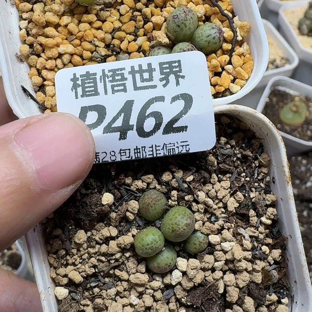 多肉植物的润泽fbn