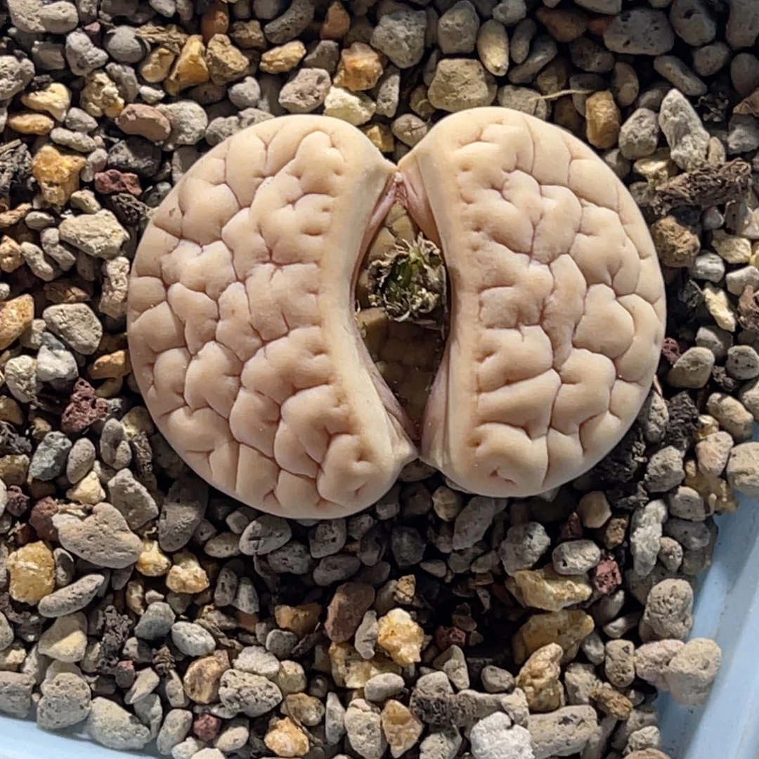 4028连纹凹凸189尺寸3.4