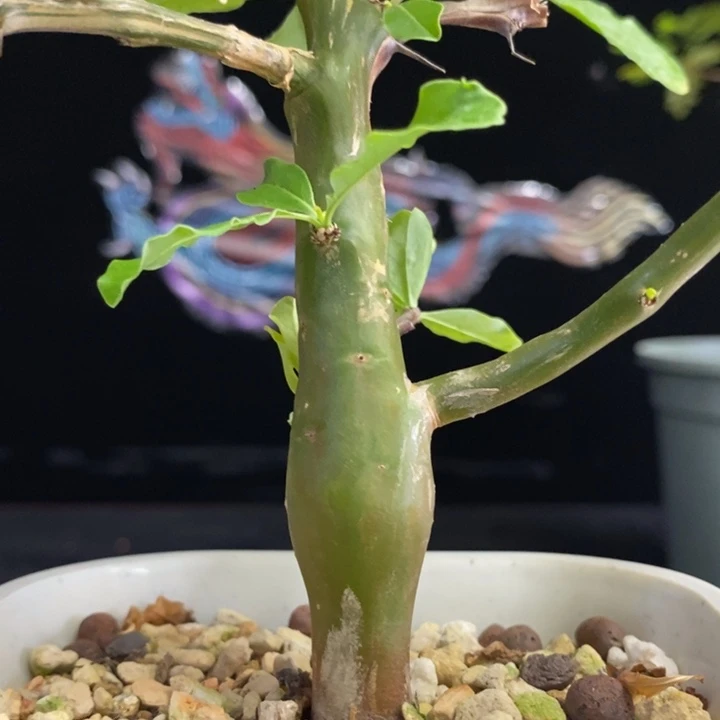 龙少园艺~短颈福桂花