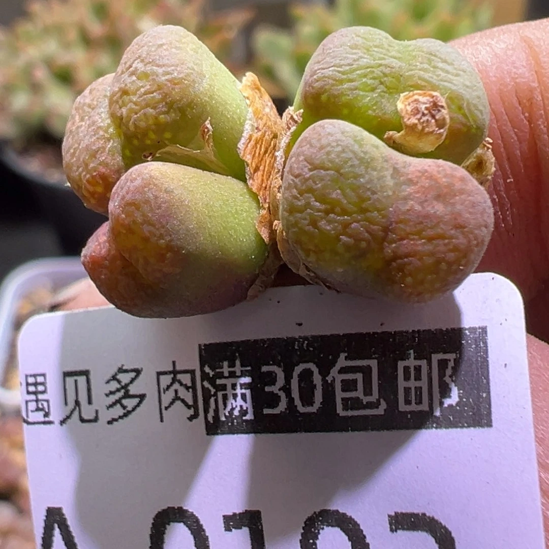 多肉植物11111111111111