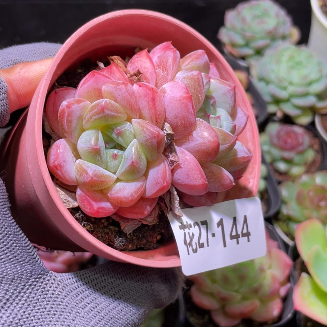 花利美27-144冰糖
