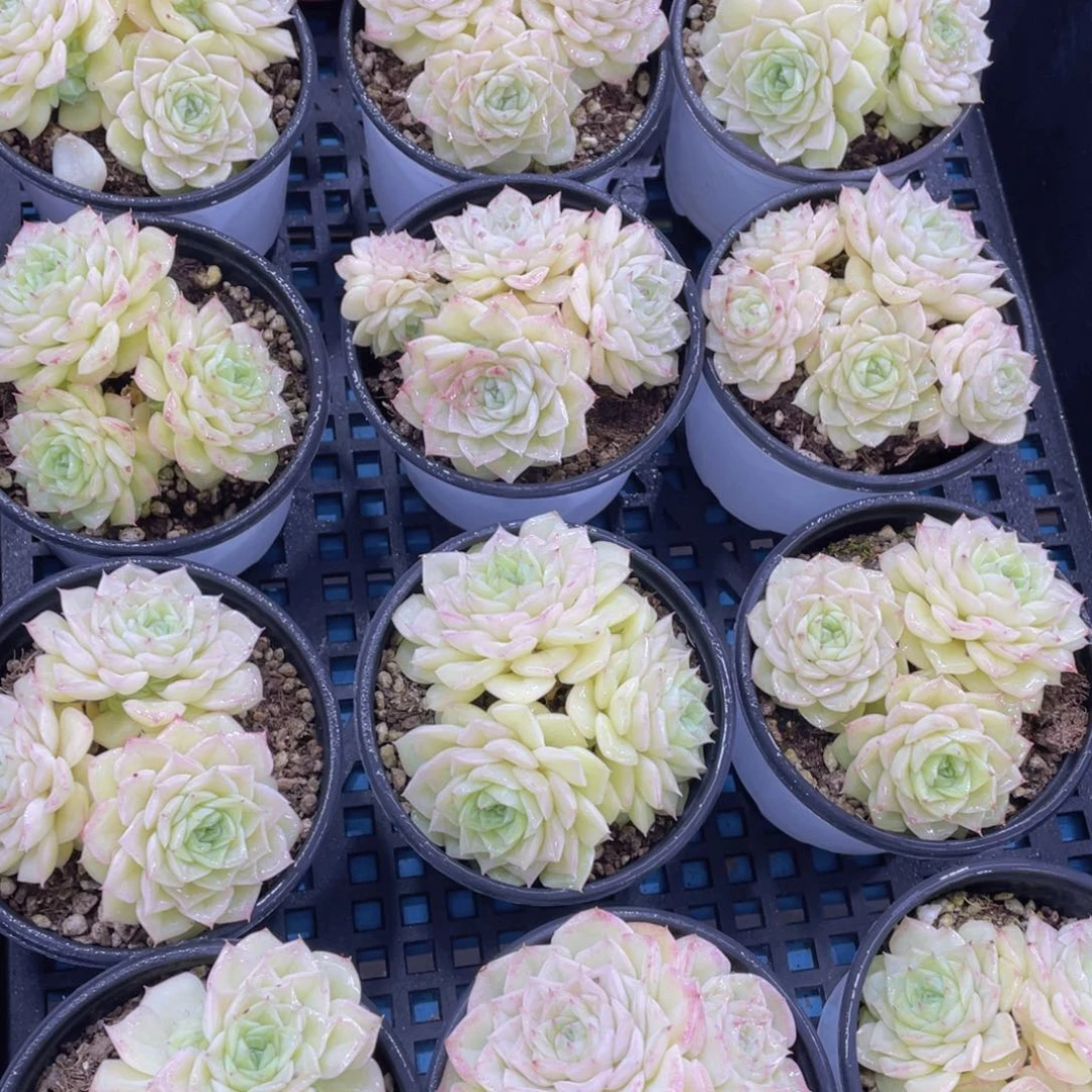 量拍5号透黄果冻白天鹅群生一个