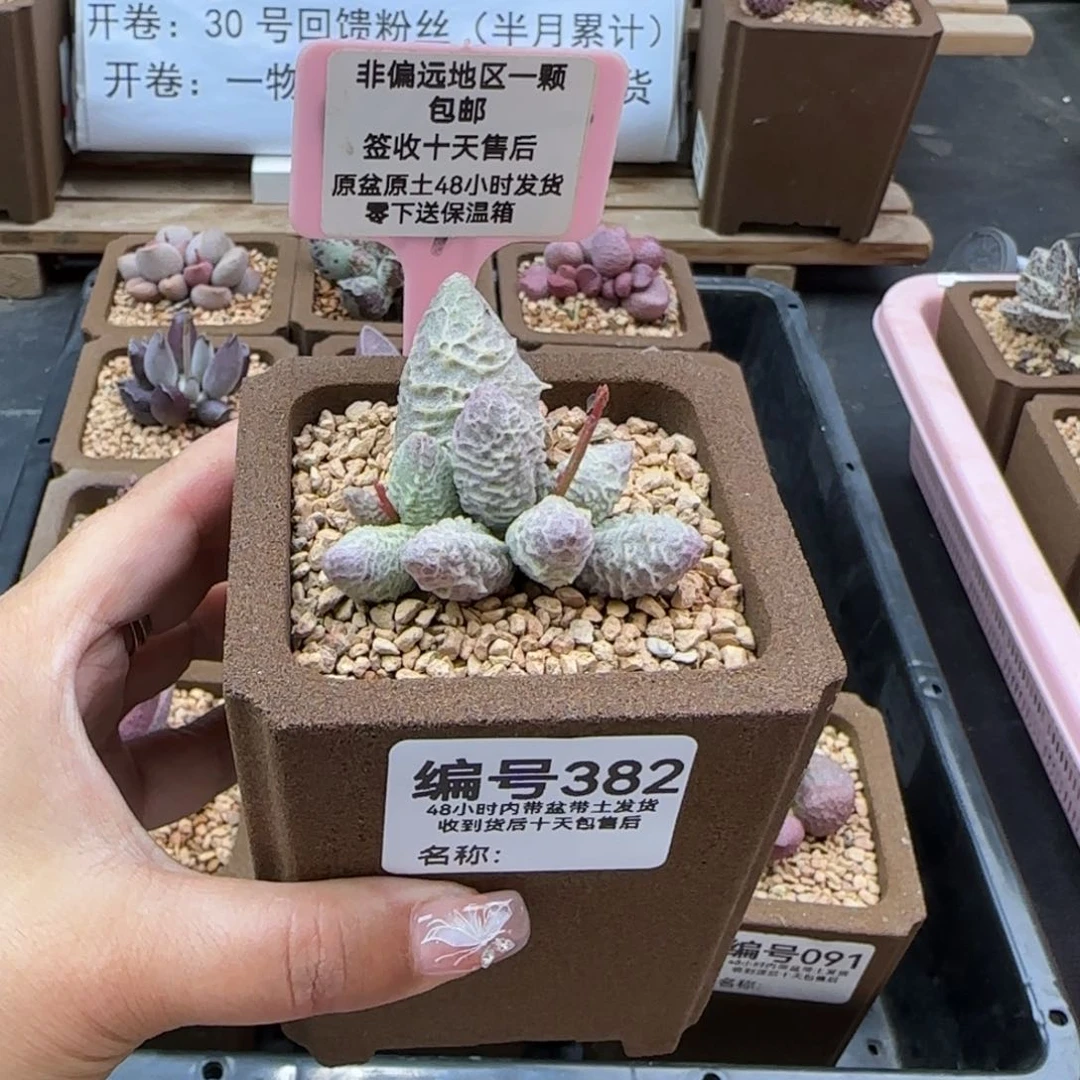 锡*生382倒刺冰多肉植物