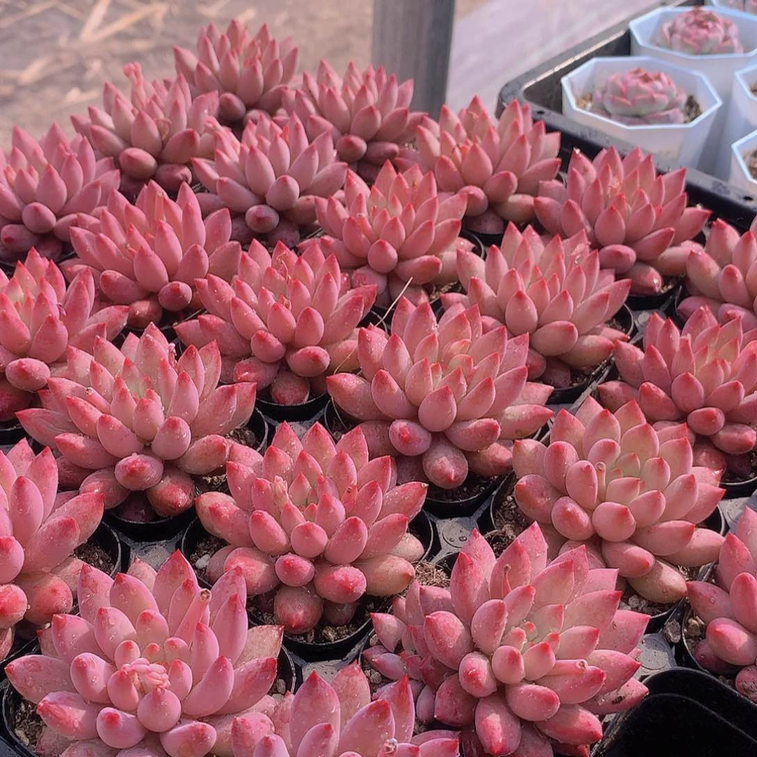 虞美人方盆2345678899900000