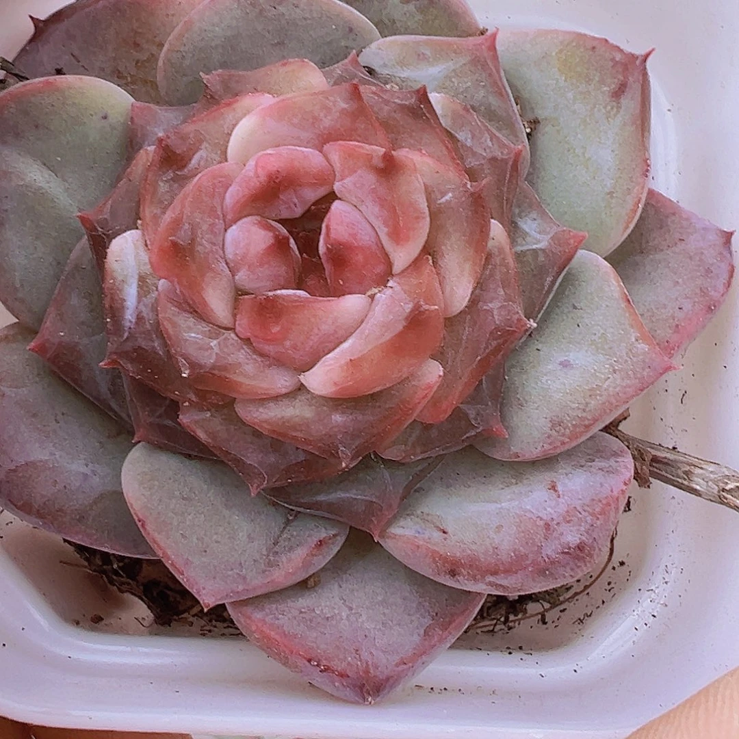 紫墨冰魄19包邮多肉