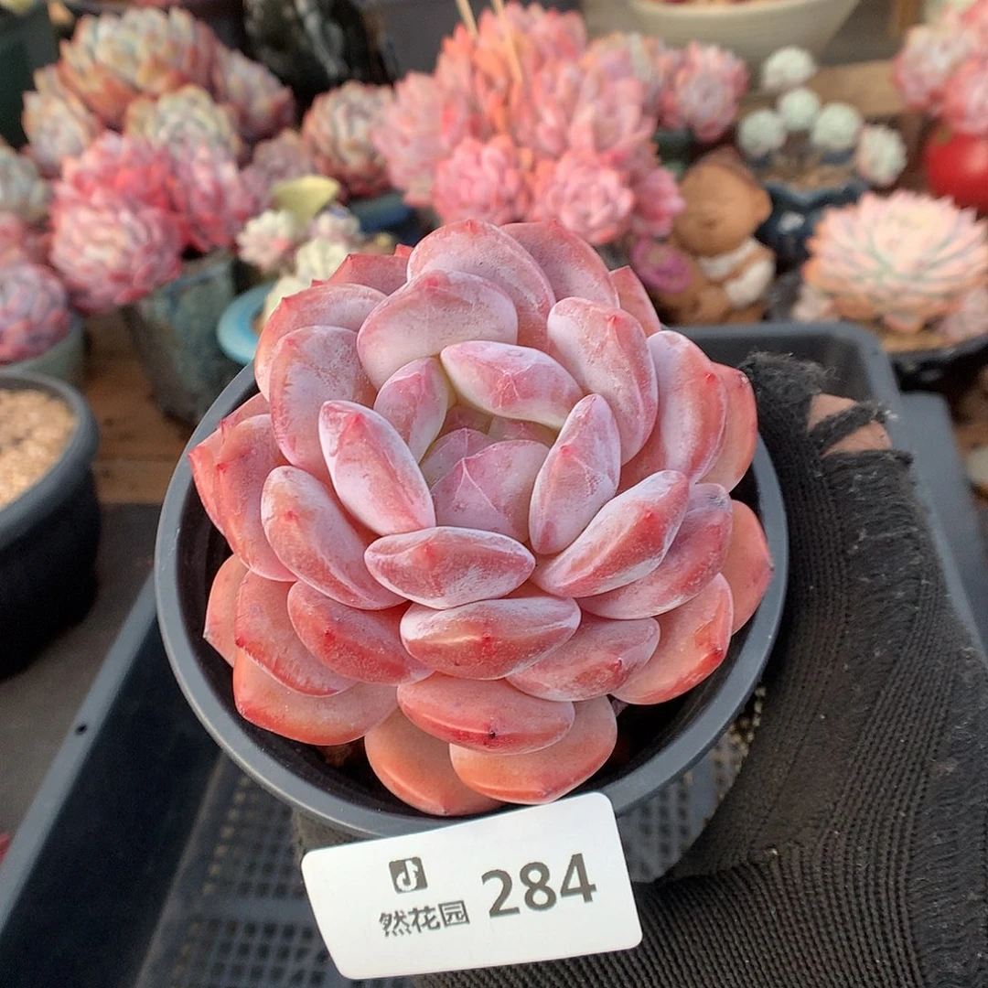 284粉星影多肉植物666