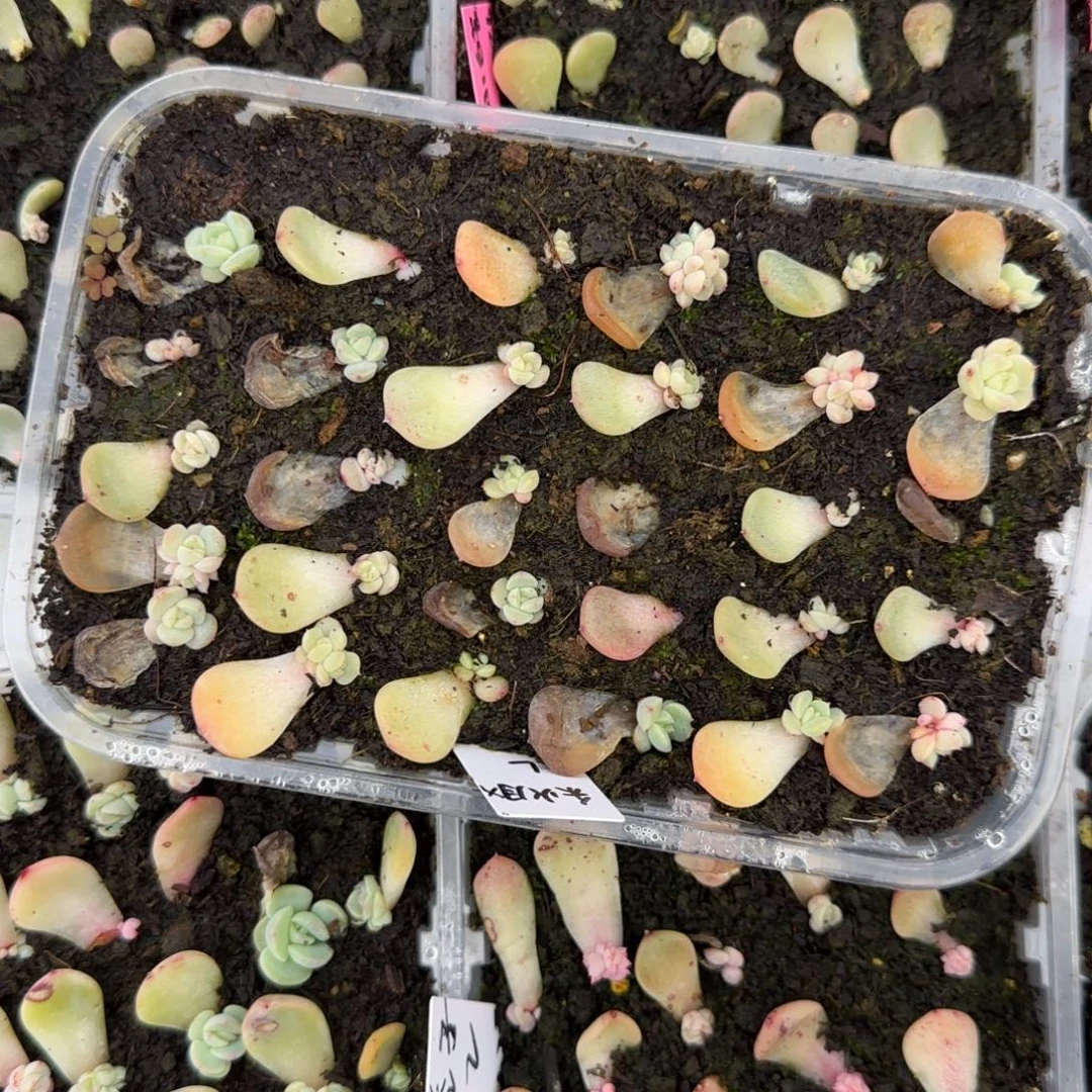 10个秋月芝麻穴满25包邮