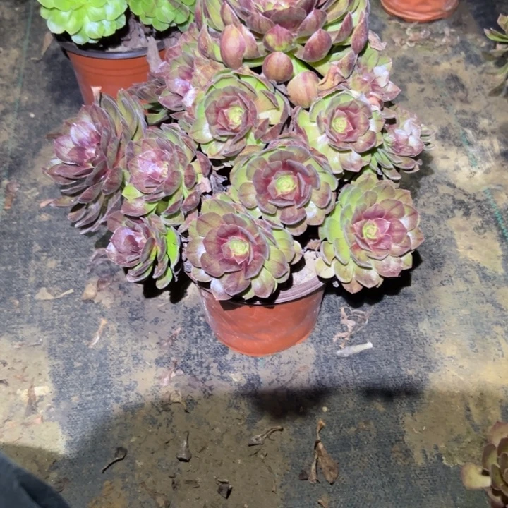 植物法师链接编号89