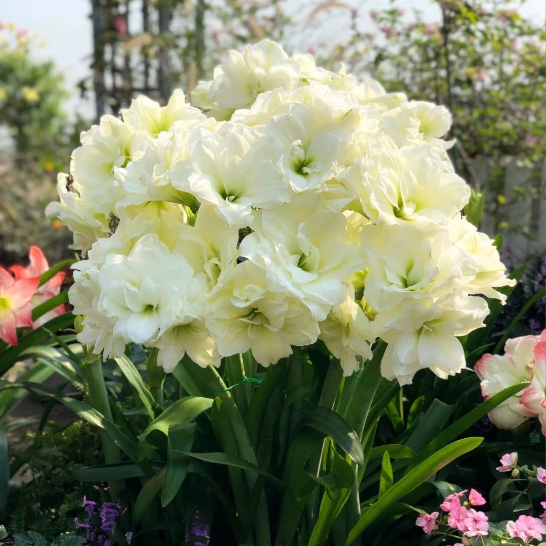 进口朱顶红种球重瓣【阿弗雷】 1颗包邮