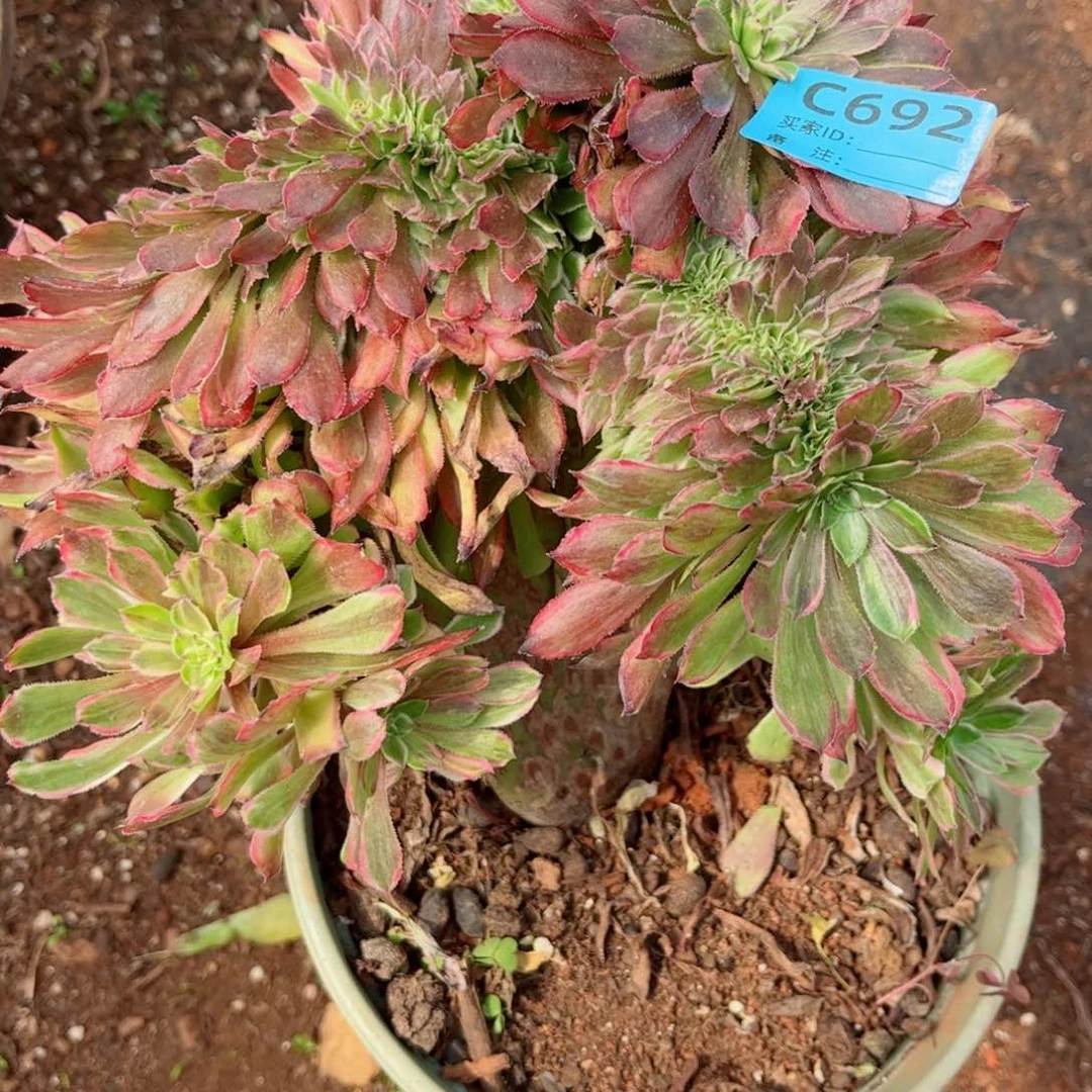 多肉植物692粉黛