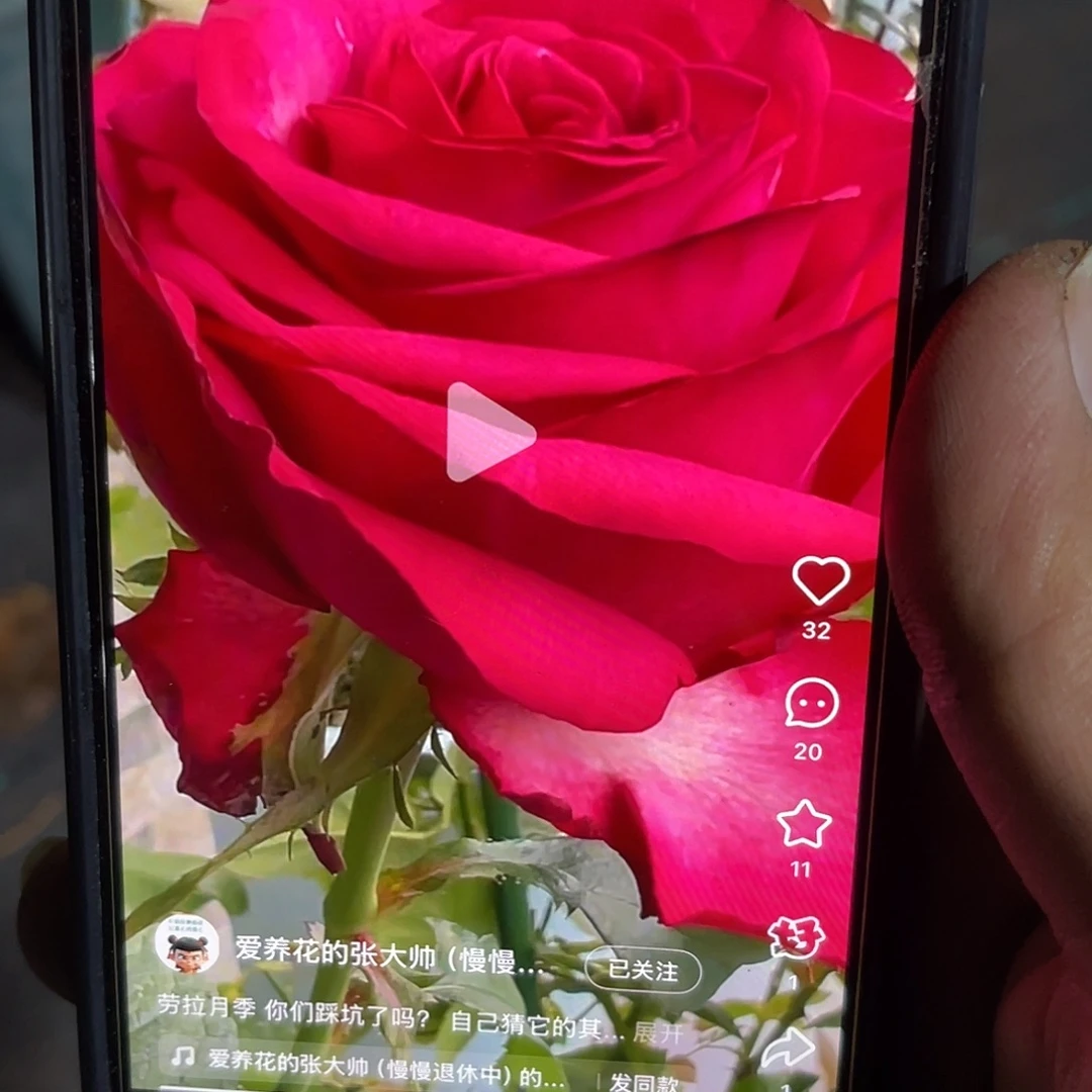 无花朵——-劳拉 福利款