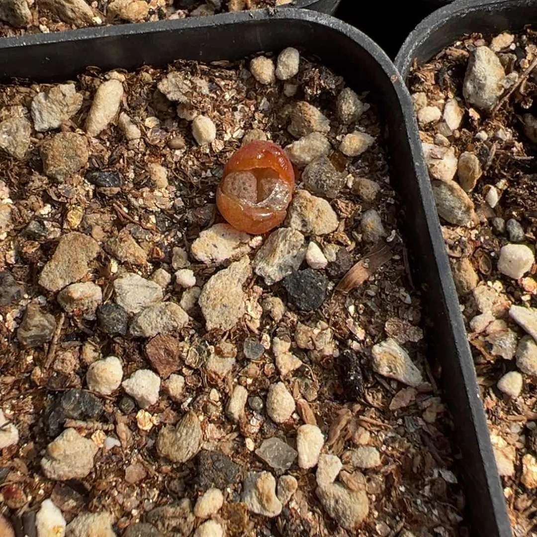 17-38量拍红海参一颗。多肉