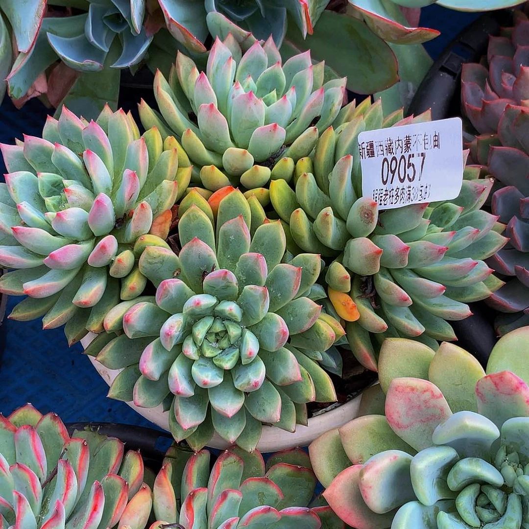 @***果血燕09057多肉多肉