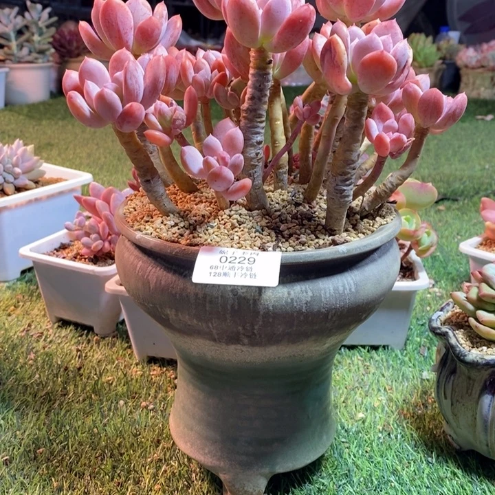 冷***0229啊啊啊啊啊啊啊啊啊啊