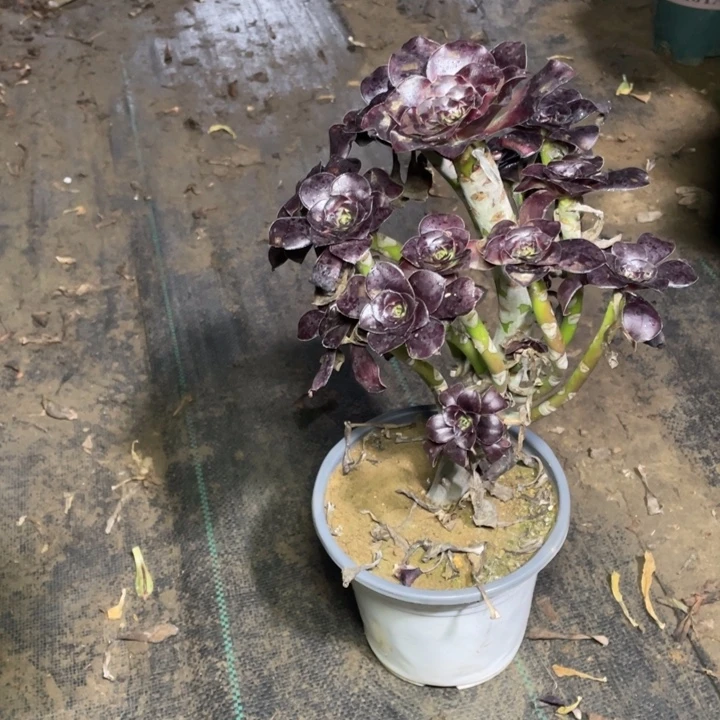 48巫毒多肉多肉植物多肉