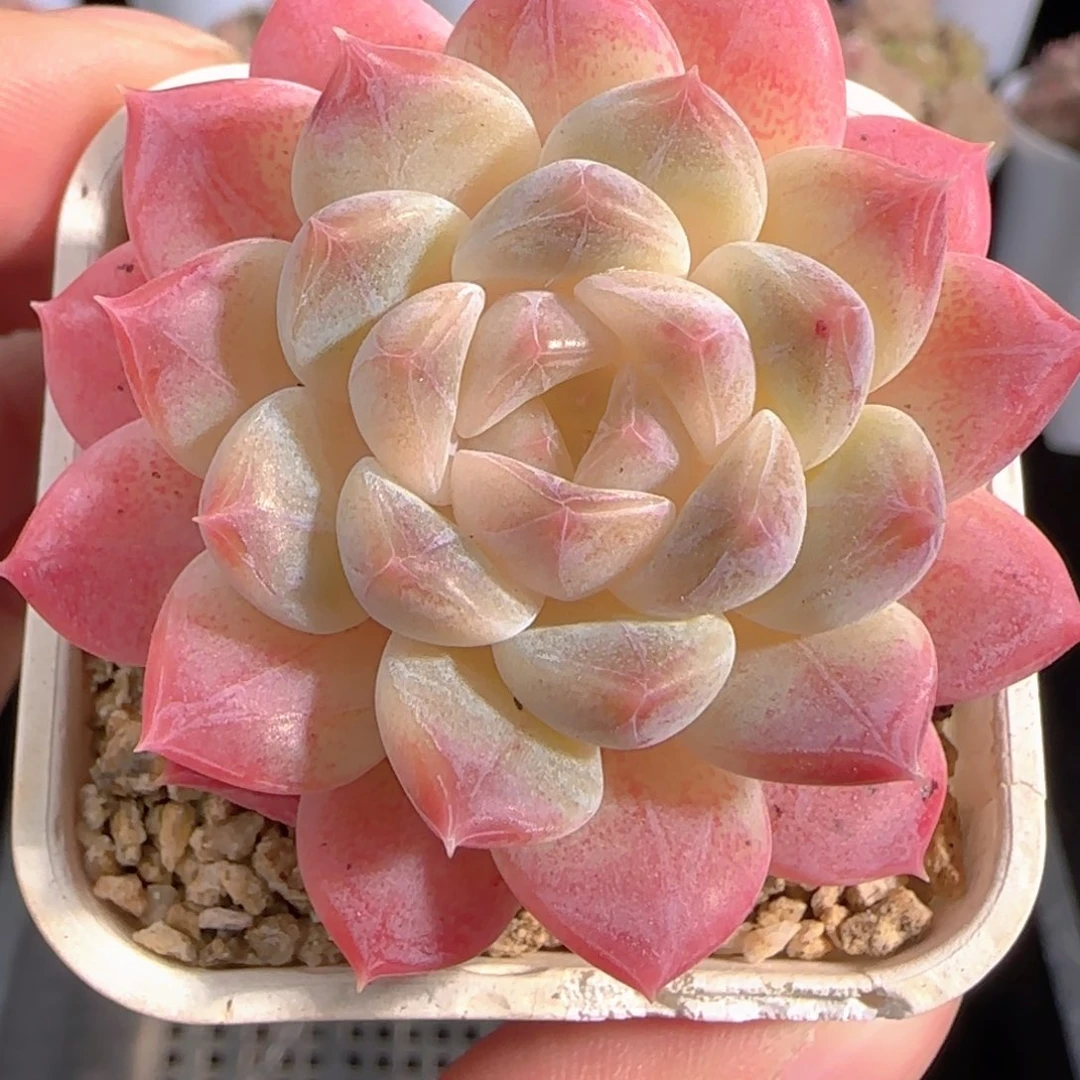 多肉0103-61糖心冰魄