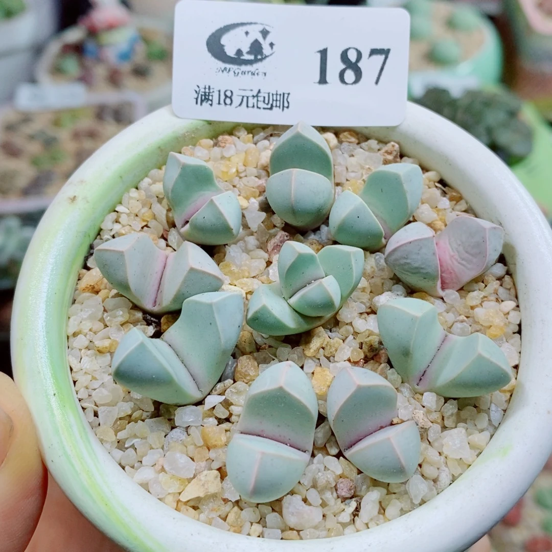 生石花花哈哈哈哈187