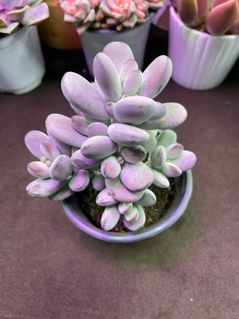 乒乓福娘（带盆）多肉植物