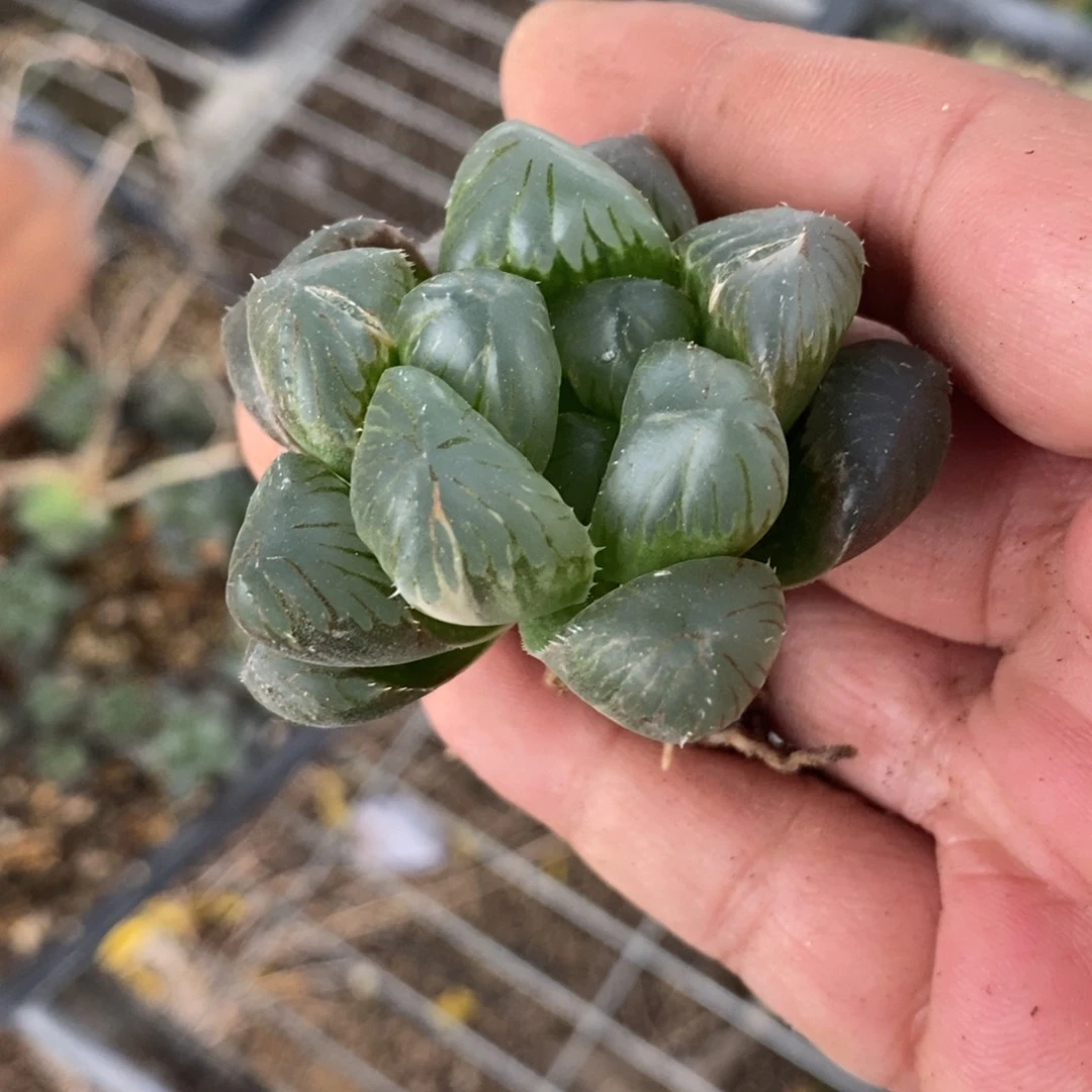 5103 一颗玉露锦 炸弹福利