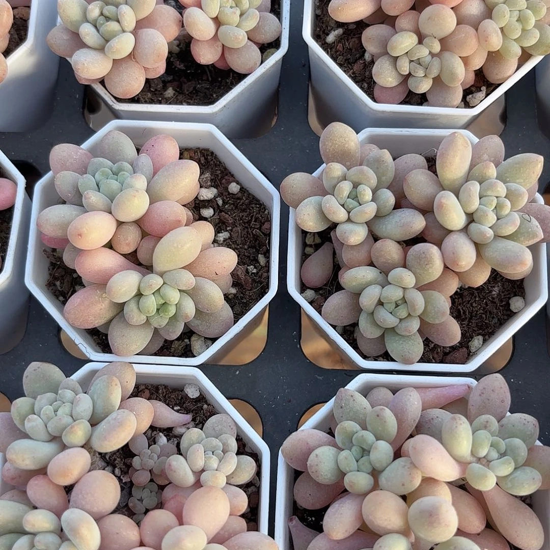 精品洛可可多肉植物