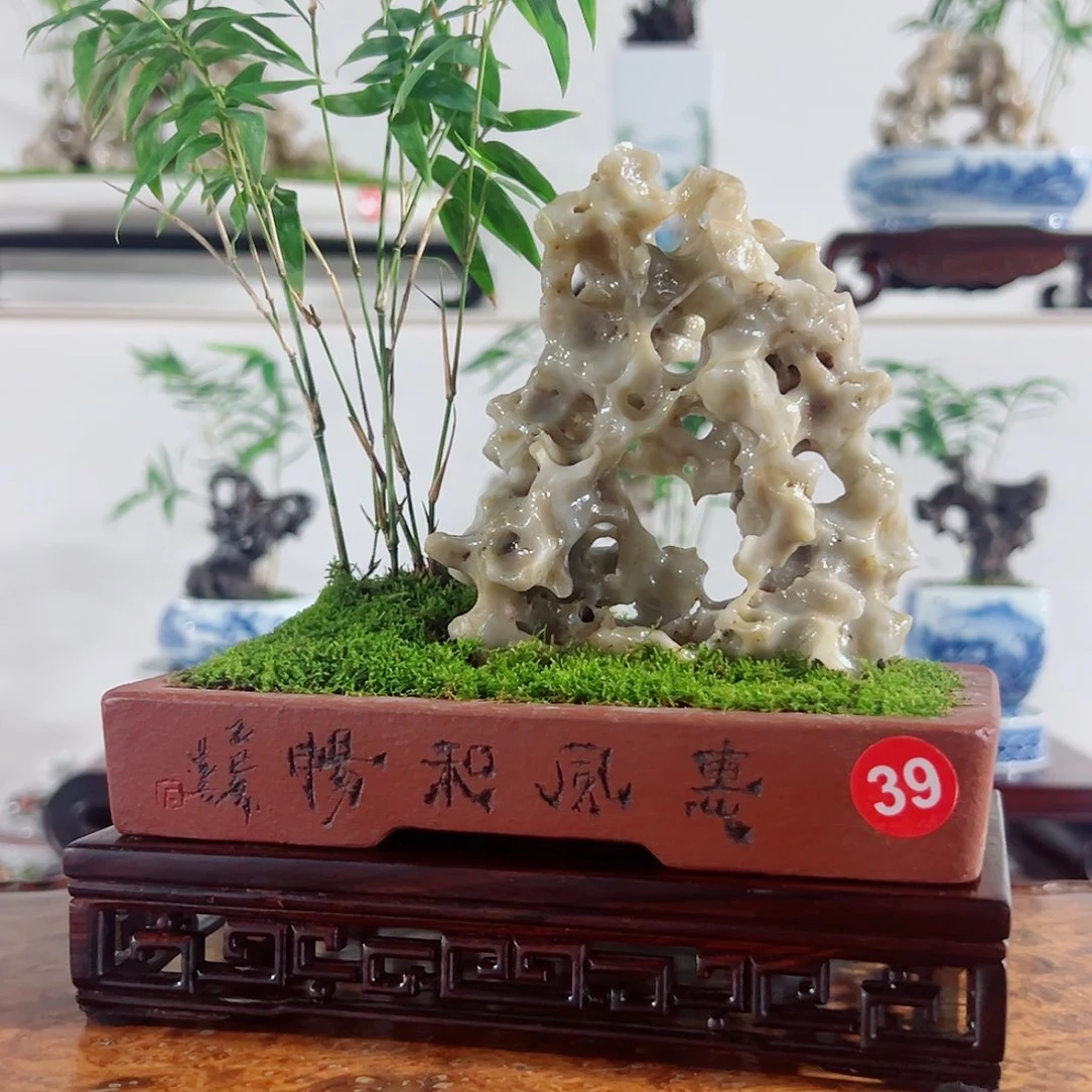 再***约无花朵盆景，凤尾竹，玉玲珑