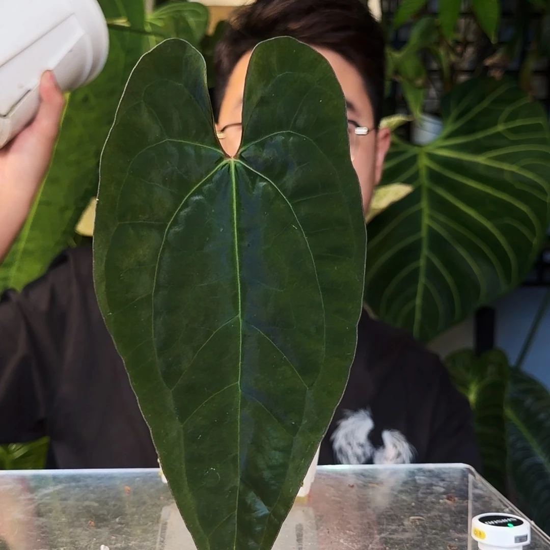 不开花植物D200蝴蝶papi杂黑鸡