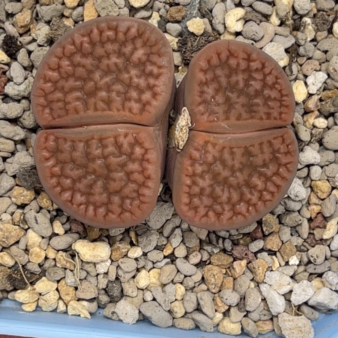 2713双头红富贵1母本