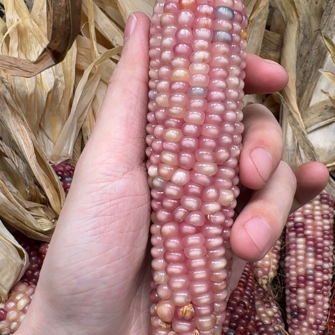 柏香籽/百香籽吊坠爱**移