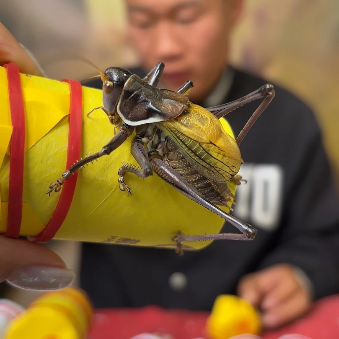 爱***子蝈蝈蝈蝈福福价格