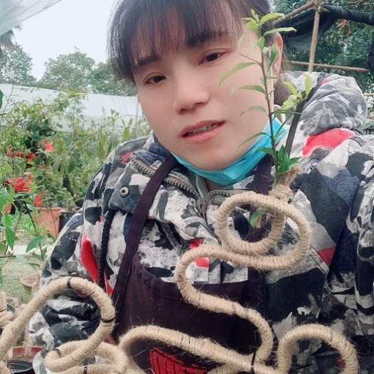 无花朵金弹子福寿。