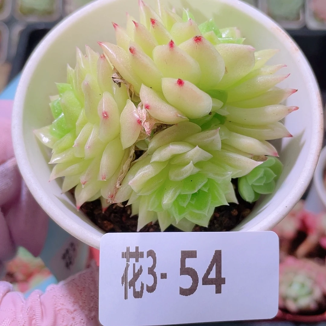 花利美3-54幻影群