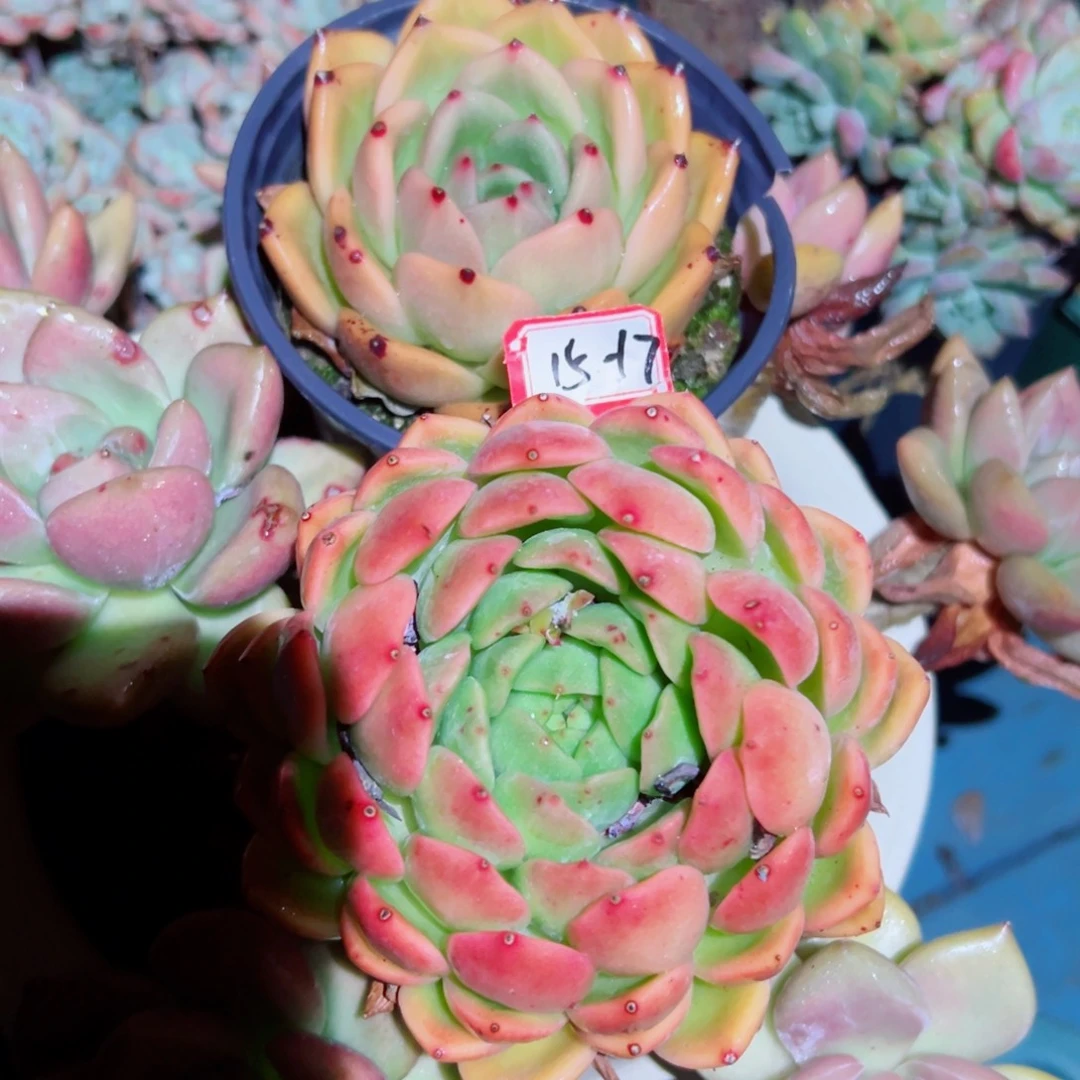 萌****精品多肉植物老桩