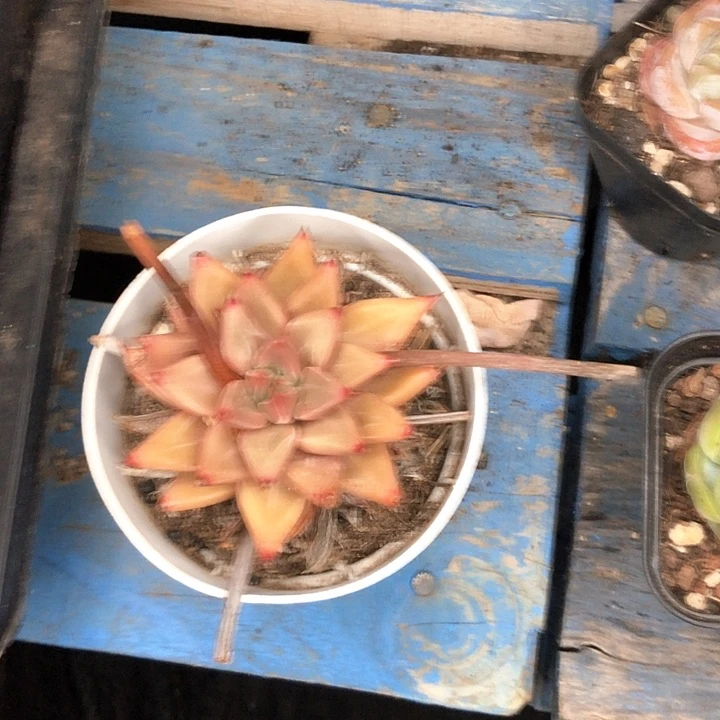 芳*139//////////////