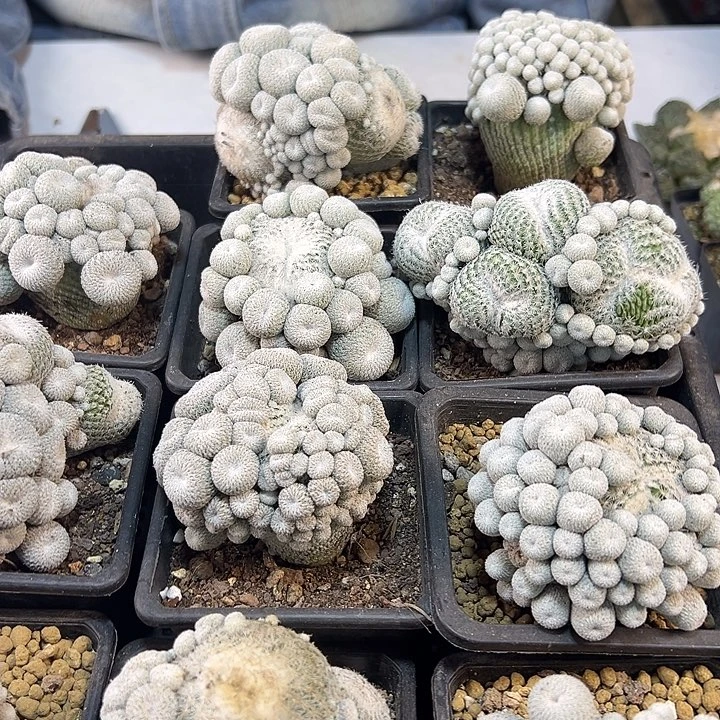 根芽子吹月世界7公分