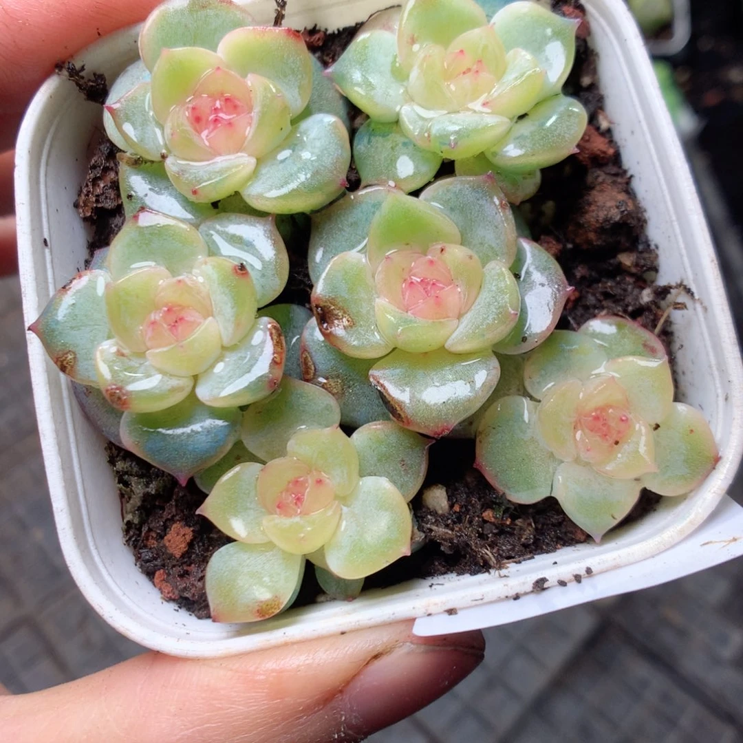 无花朵S4甜心yyyyyyy