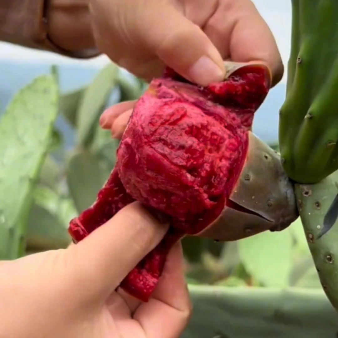 （活动送宝塔）红果仙人掌种苗云钻仙人掌种片可食用仙人掌种片种苗