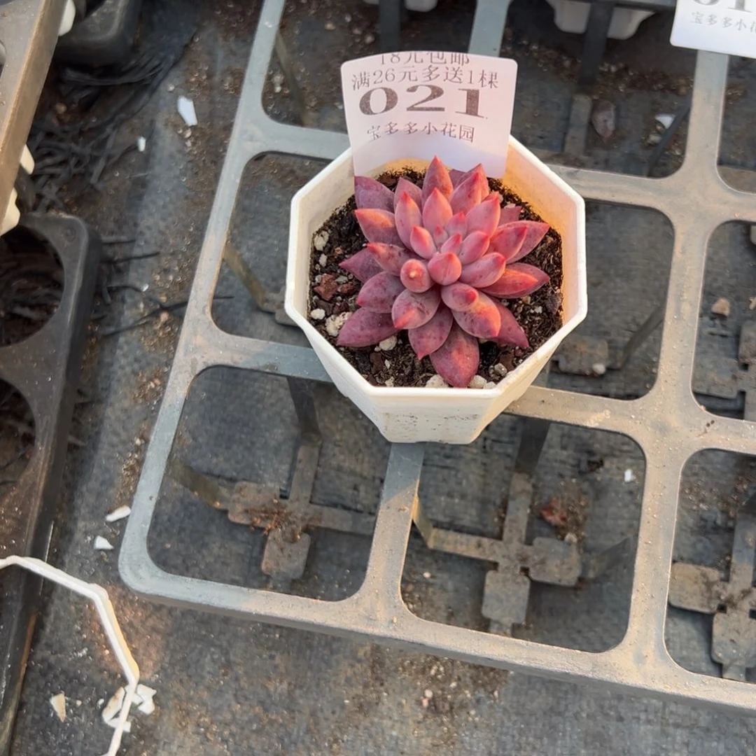 艳***哟021号车厘子一物一拍满18包邮