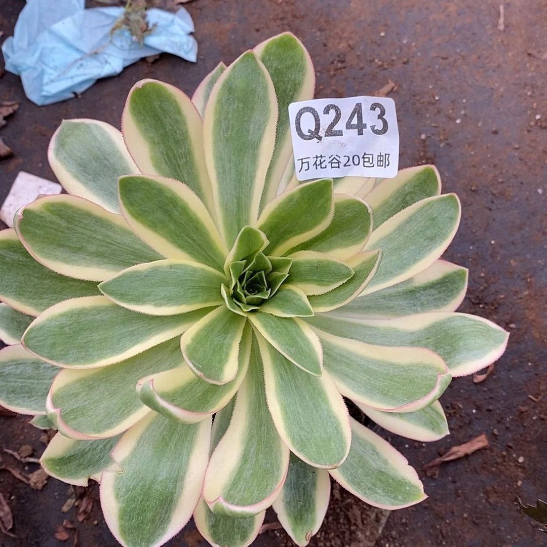 243青莲多肉植物